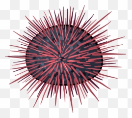 Coral Clipart Sea Anemone Transparent - Cartoon Sea Urchin Png,Anemone Png