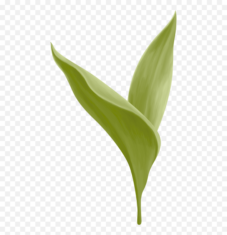 Lily Of The Valley Png - Canna Lily,Lily Of The Valley Png