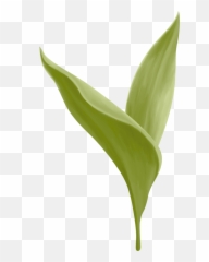 Lily Of The Valley Png - Canna Lily,Lily Of The Valley Png