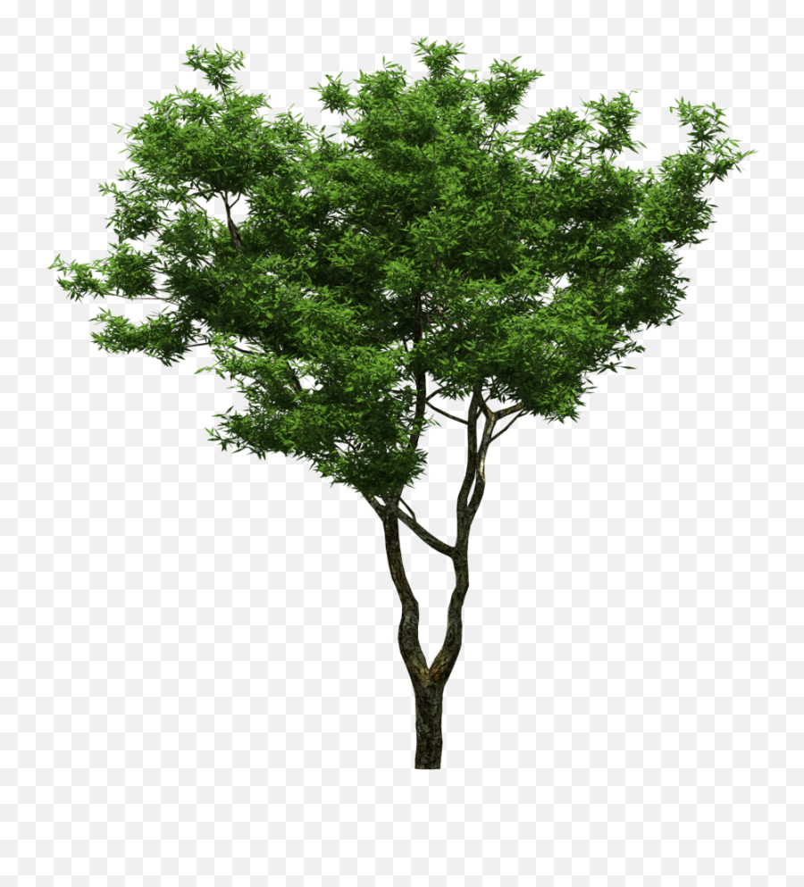 Download Png - Sweet Osmanthus Png,Arboles Png