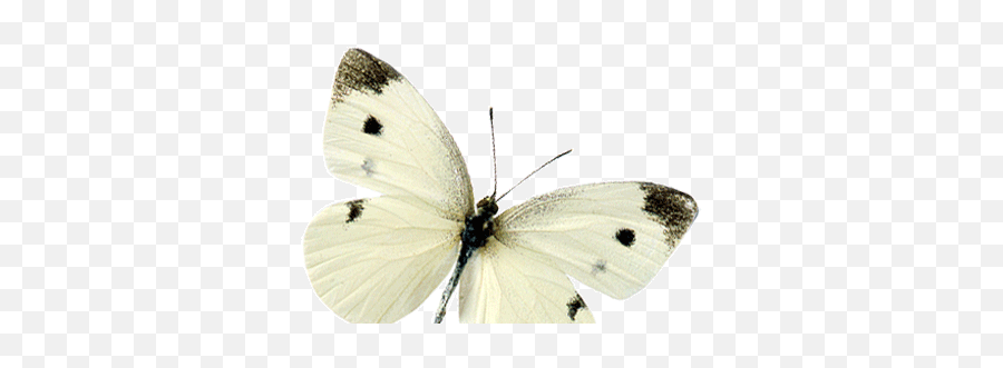 Flying Butterfly - Cabbage Butterfly Png,Butterfly Transparent Background