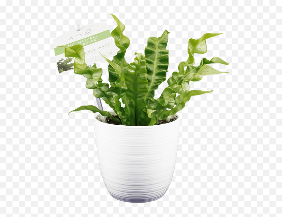 Crispy Wave Care Aerify Plants - For Indoor Png,Ferns Png