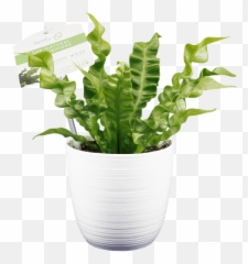 Crispy Wave Care Aerify Plants - For Indoor Png,Ferns Png