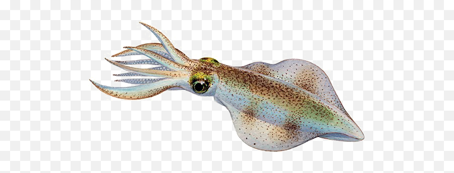 Real Squid Background Png Image - Squid,Squid Png