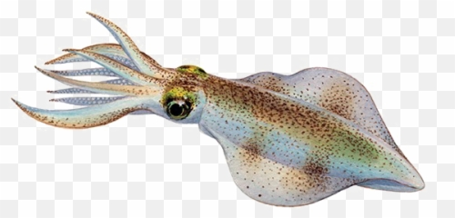 Real Squid Background Png Image - Squid,Squid Png