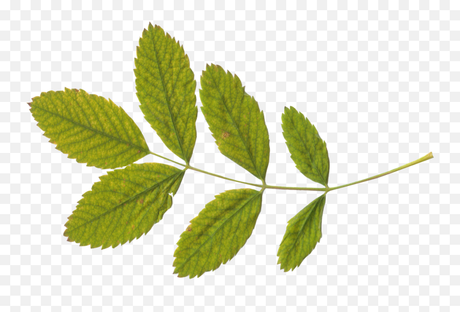 Green Leaf Png - Green Tea Leaves Transparent Background,Leaf With Transparent Background