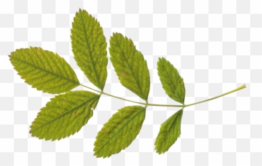Green Leaf Png - Tea Leaves Transparent Background