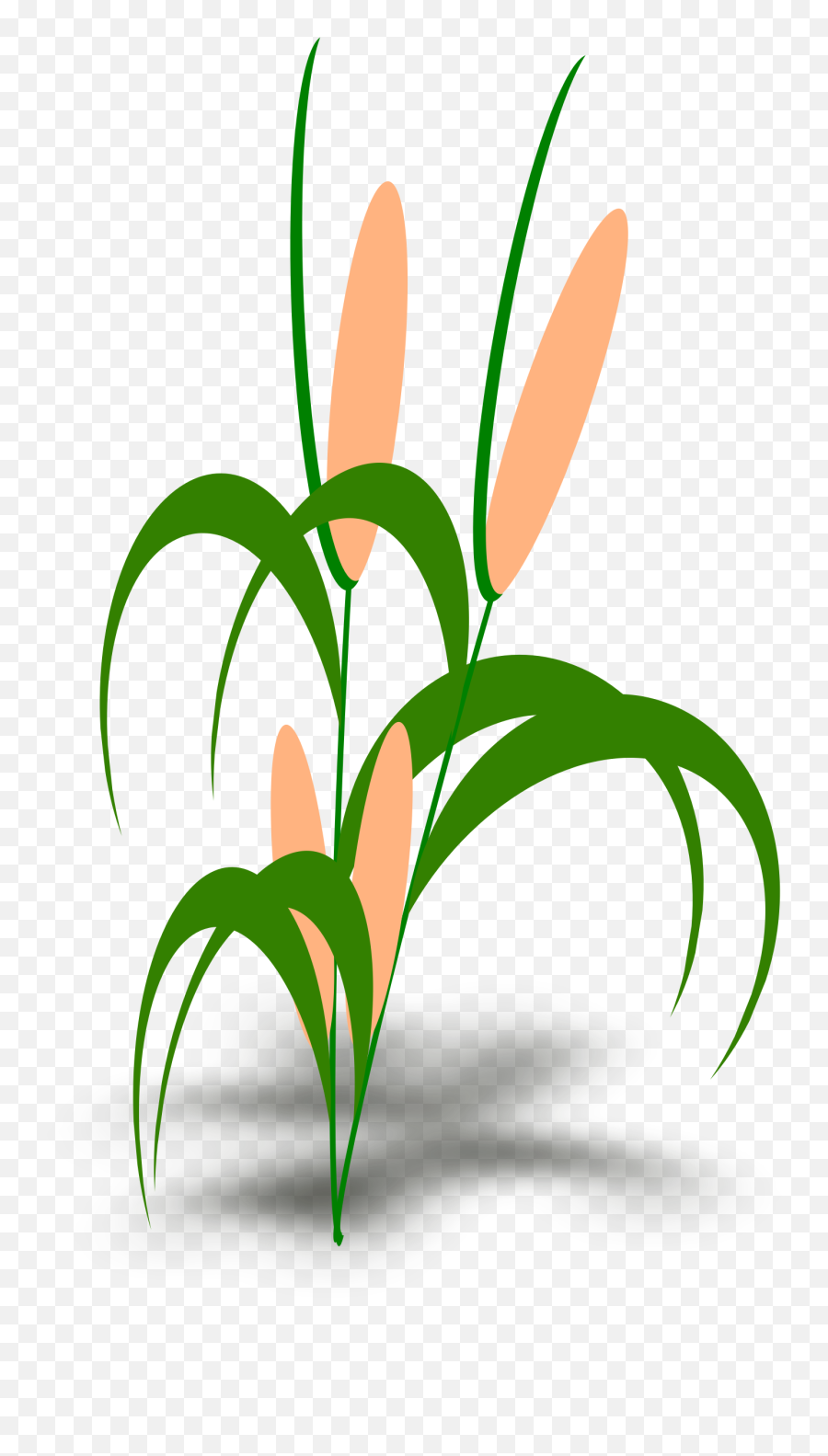 Corn Plant With The Green Leaves - Food Chain Of A Snail Png,Corn Plant Png