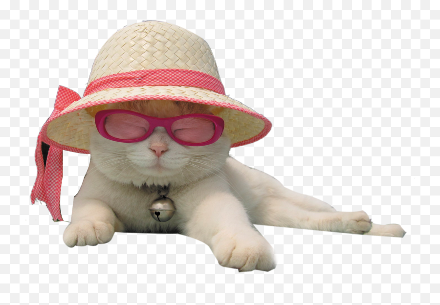 Cat Kitten Hat - Cat With Hat Png,Cat In The Hat Transparent