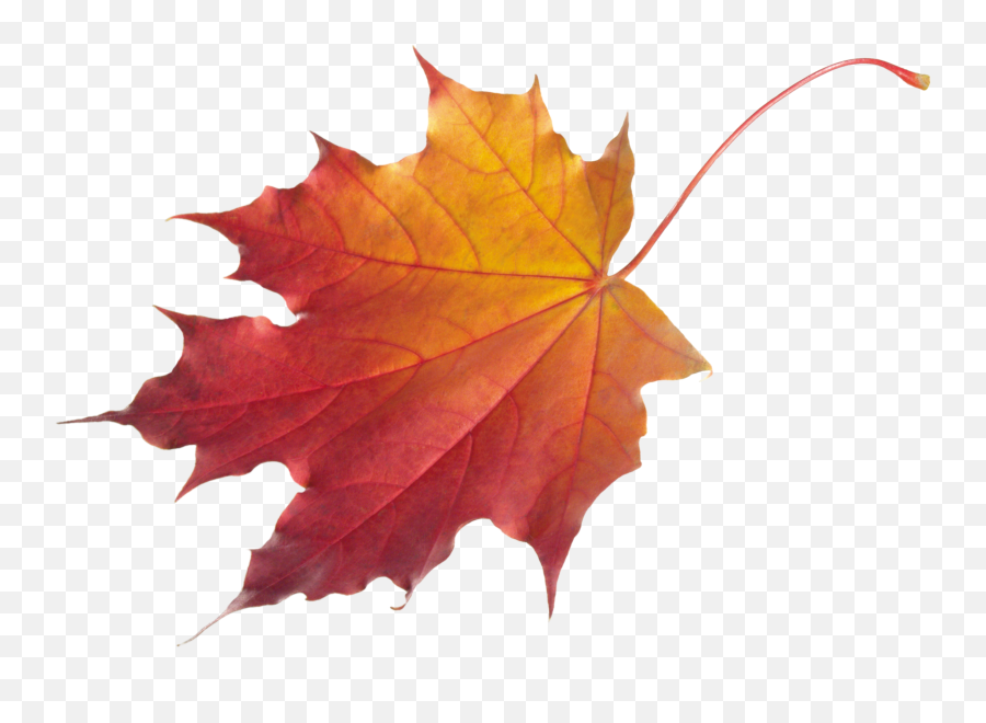 Maple Leaf Png Clipart - Falling Maple Leaf Png,Maple Leaf Transparent