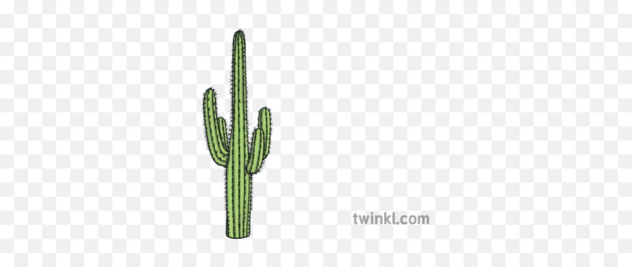Cactus Plant Nature Desert Classic - Cactus Illustration Png,Desert Plant Png