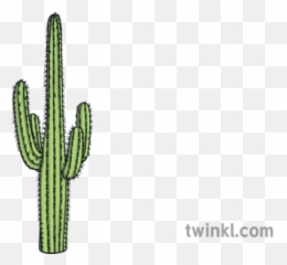 Cactus Plant Nature Desert Classic - Illustration png