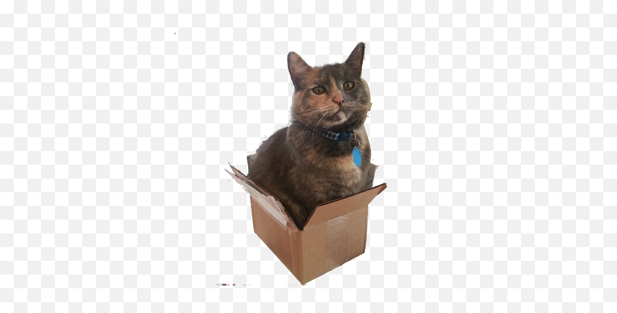 Web Tips And Tricks Archives - Nerdosaurcom Cat In A Box Png,Box Transparent Background