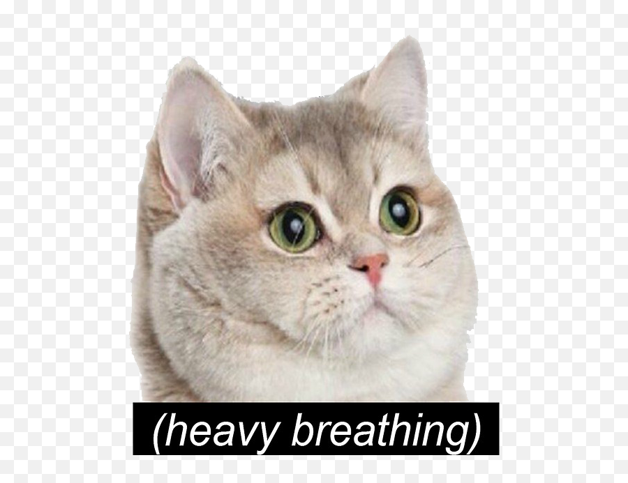 Cat Meme Png - Heavy Breathing Heavy Breathing Cat Cat Meme Heavy Breathing,Cat Meme Icon
