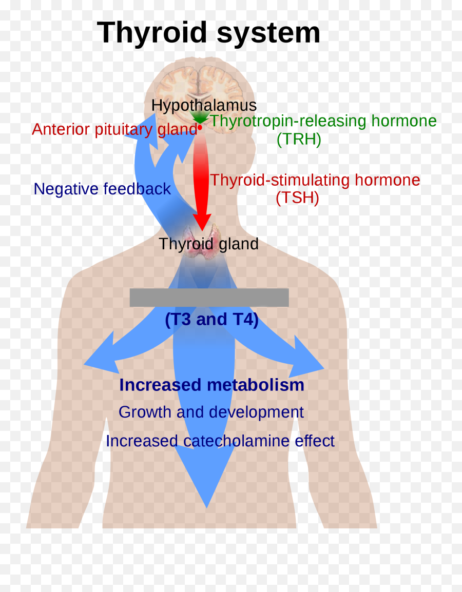 The Thyroid - Adrenal Connection Dr James L Wilsonu0027s Thyroiditis Cause Png,Adrenal Icon
