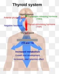 The Thyroid - Adrenal Connection Dr James L Wilsonu0027s Thyroiditis Cause png