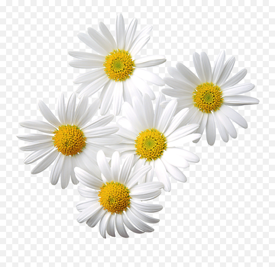 Free Transparent Daisy Cliparts - Daisy Flower In Assamese Png,Daisy Png