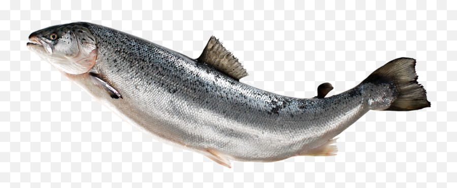 Fish Png Image Free Download - Salmon Fish Png,Ocean Fish Png
