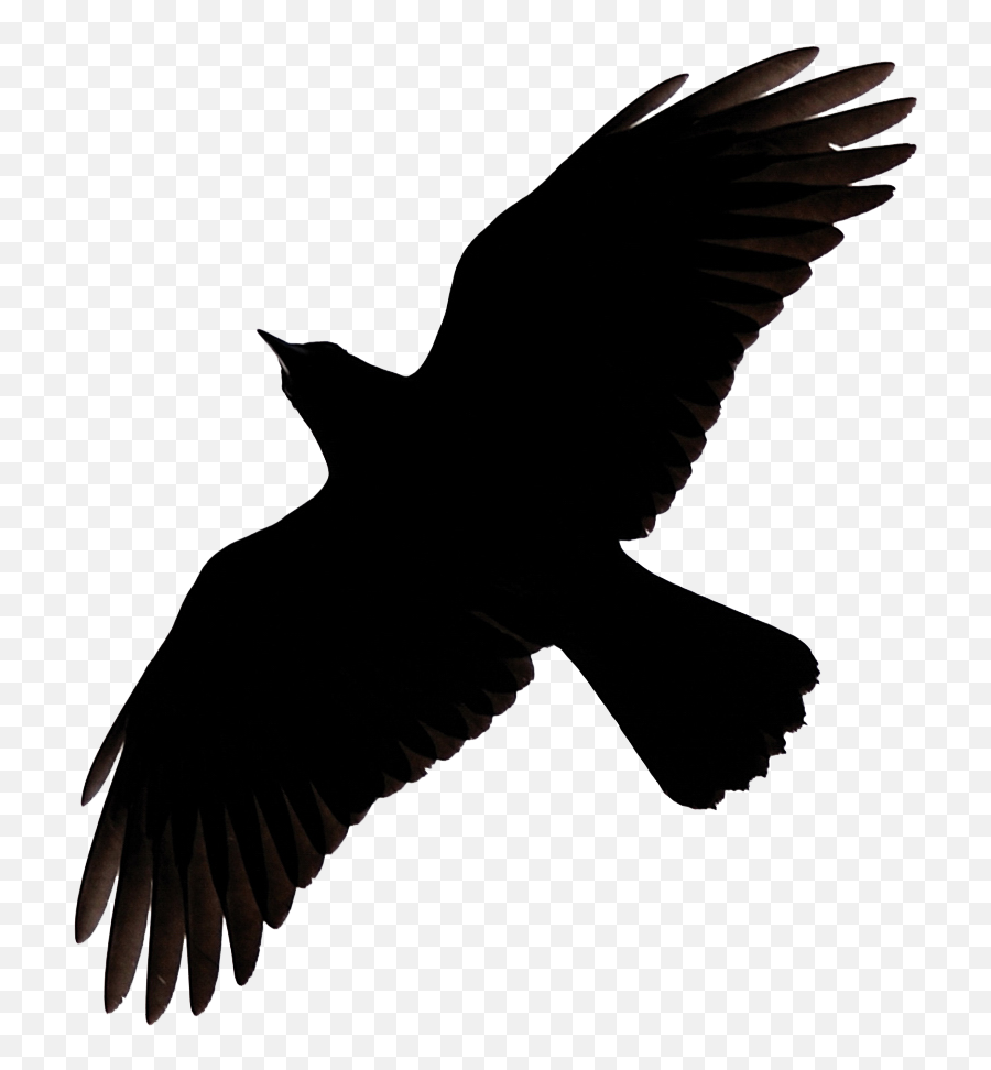 Raven Flying Png Image - Flying Crow Silhouette,Raven Png