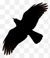 Raven Flying Png Image - Crow Silhouette
