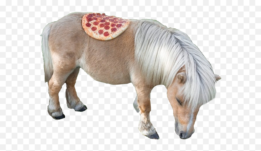 Shitpostbot 5000 - Shetland Pony In Sweater Png,Pony Transparent