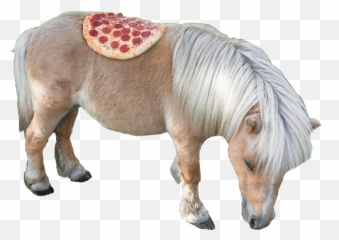Shitpostbot 5000 - Shetland Pony In Sweater Png,Pony Transparent