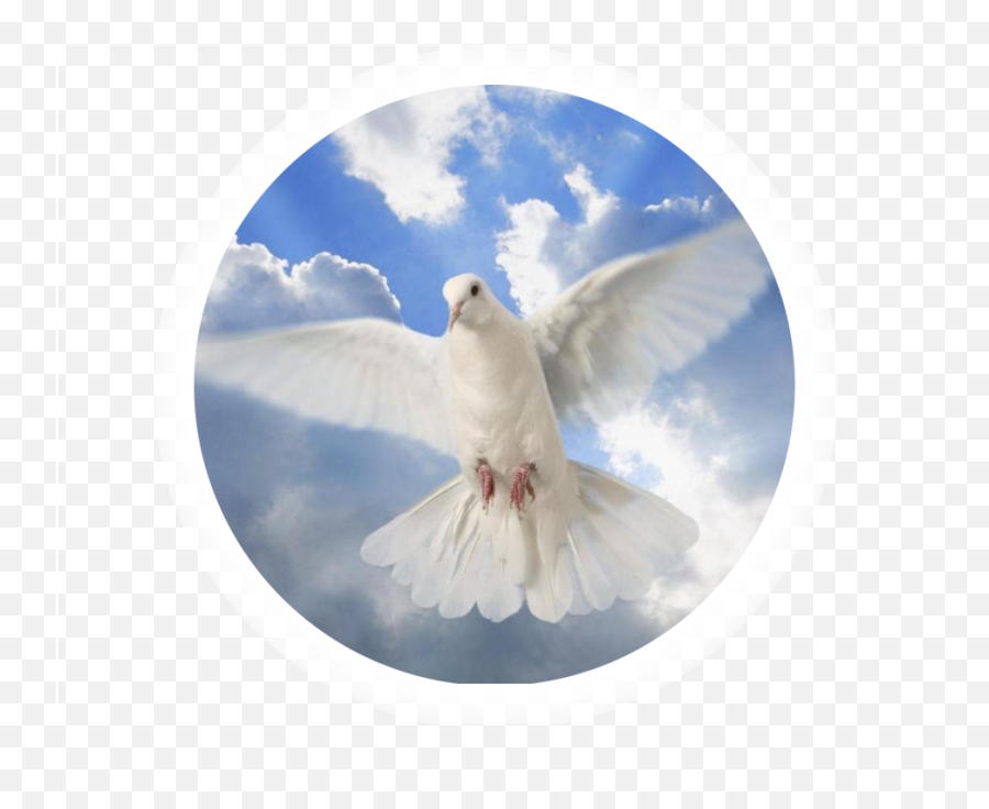 Download Hd Holy Spirit Dove Transparent Png Image - Nicepngcom Holy Spirit Dove Png,Holy Spirit Png