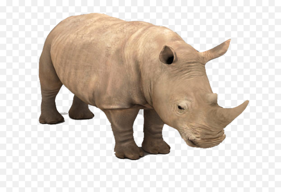 Rhino Png Background