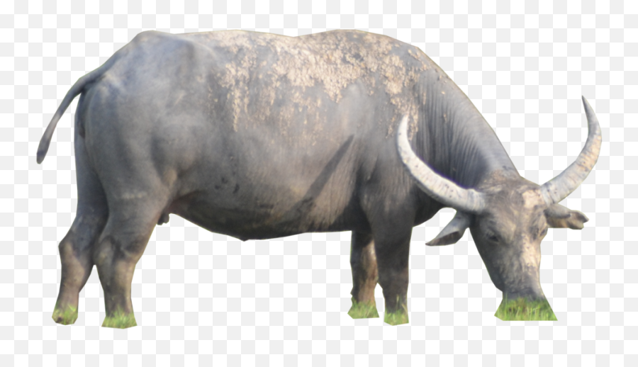 Ox Animal Png Hd Image - Water Buffalo Png,Animals Png