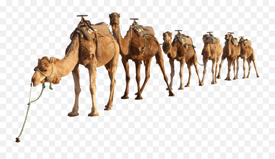 Camels In The Desert Png Transparent - Camel Png,Camel Png