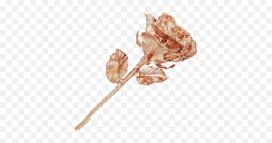 Full Rose Gold - Plated Rose Png,Rose Transparent