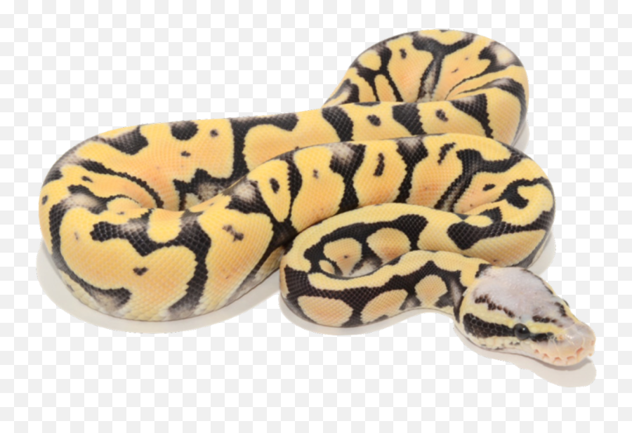 Desert Ghost Super Pastel Morphology U2022 X - Super Desert Ghost Ball Python Png,Snake Transparent Background