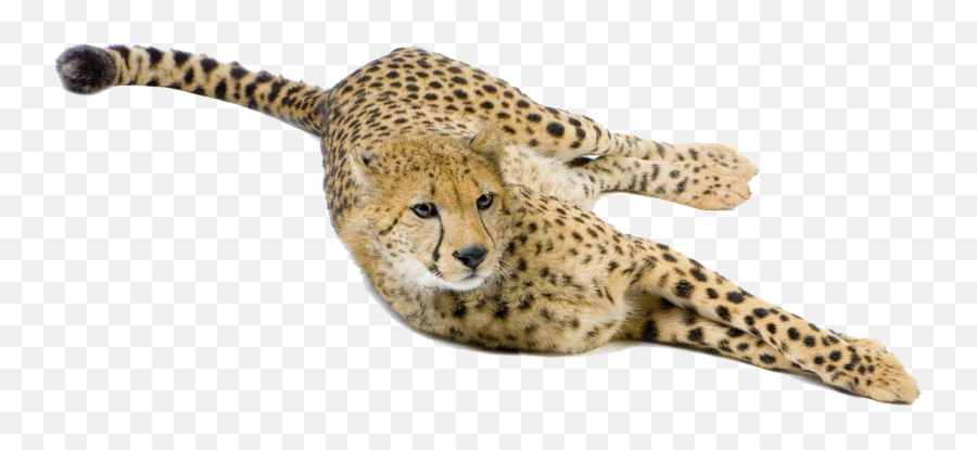 Cheetah Big Cat Terrestrial Animal Snout - Cheetah Png Cheetah,Cheetah Png