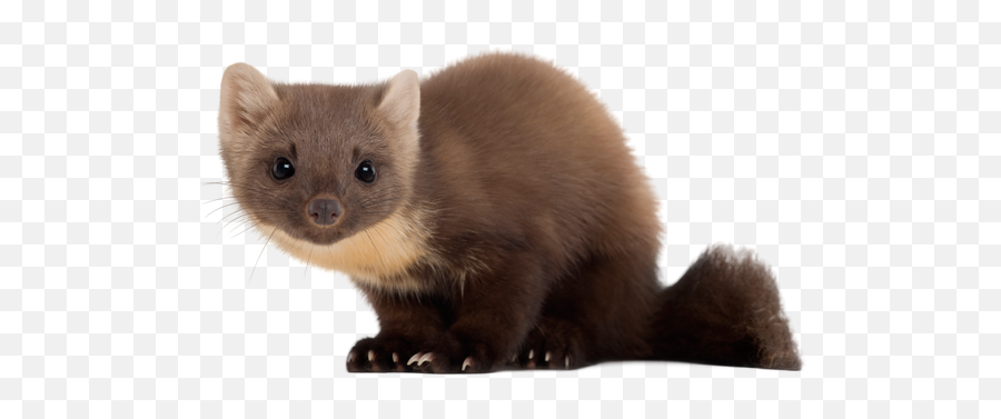 Minor Weasels - North American River Otter Png,Weasel Png