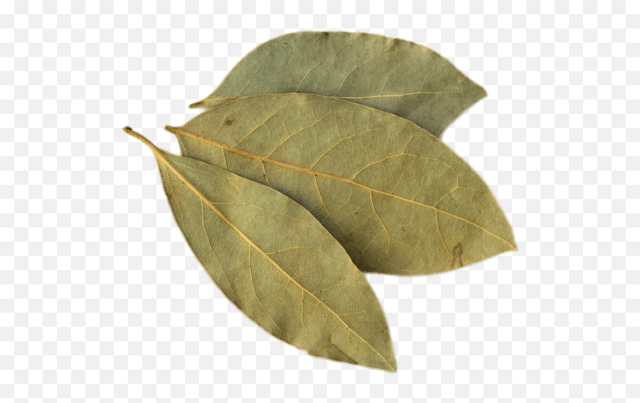 Bay Leaf Transparent Png - Benefits Of Aak Leaves,Leaf Transparent