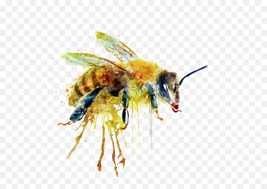 Bees Transparent Watercolor - Transparent Watercolor Bee Bee Watercolor Png,Transparent Bees