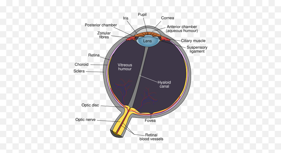 Schematic Diagram Of The Human Eye - Hyaloid Canal In Eye Png,Human Eye Png