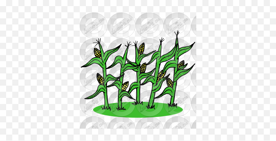 Corn Stalks Picture For Classroom - Clip Art Png,Corn Stalk Png