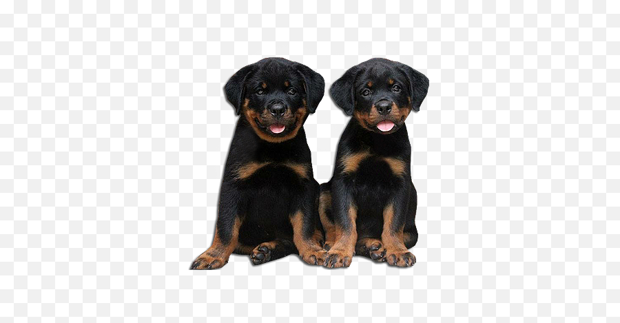 Rottweiler Png 6 Image - Rottweilers Png,Rottweiler Png