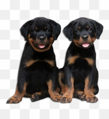 Rottweiler Png 6 Image - Rottweilers Png,Rottweiler Png