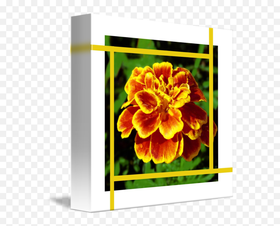 Golden Marigold Flower And Gold Lines By Lloyd Cain - Marigold Png,Marigold Transparent