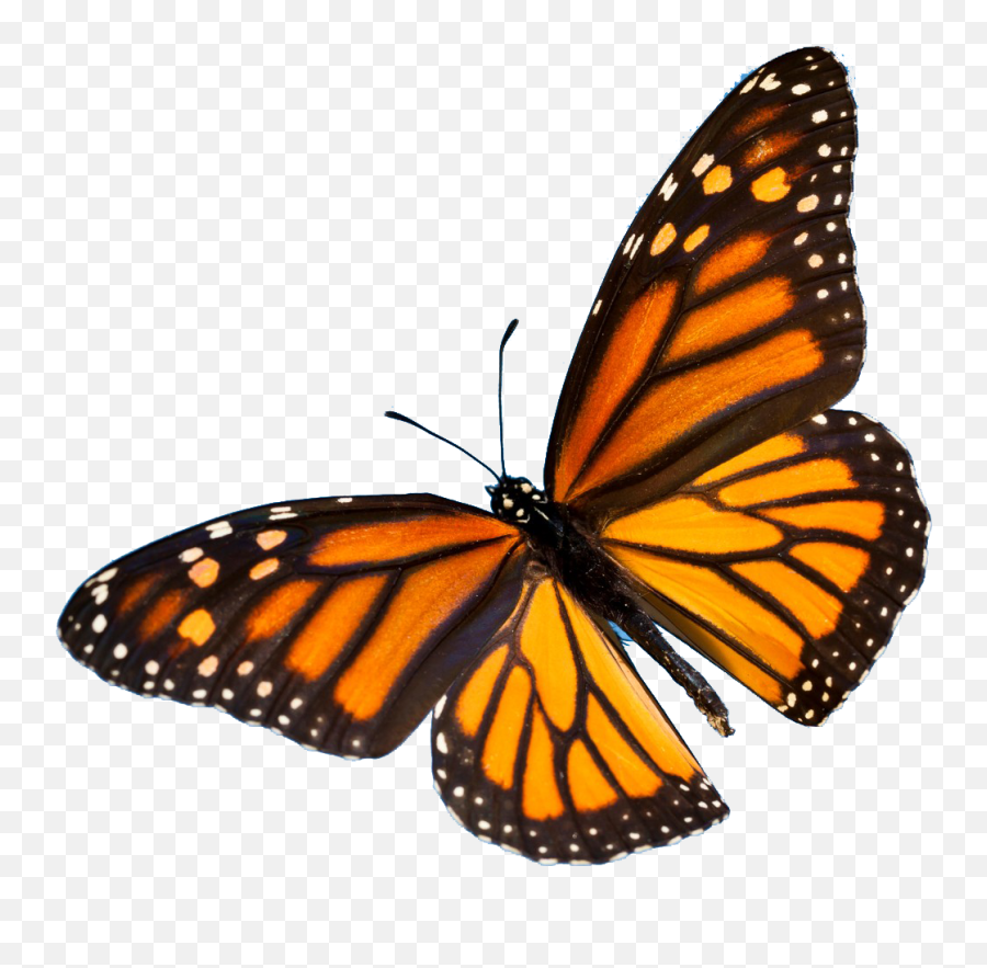 Download Colorful Butterfly Png Image - Aesthetic Orange Monarch Butterfly,Monarch Png