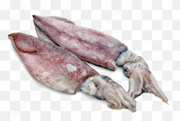 Antarctic Squid Png Free Download - Squids Png,Squid Png