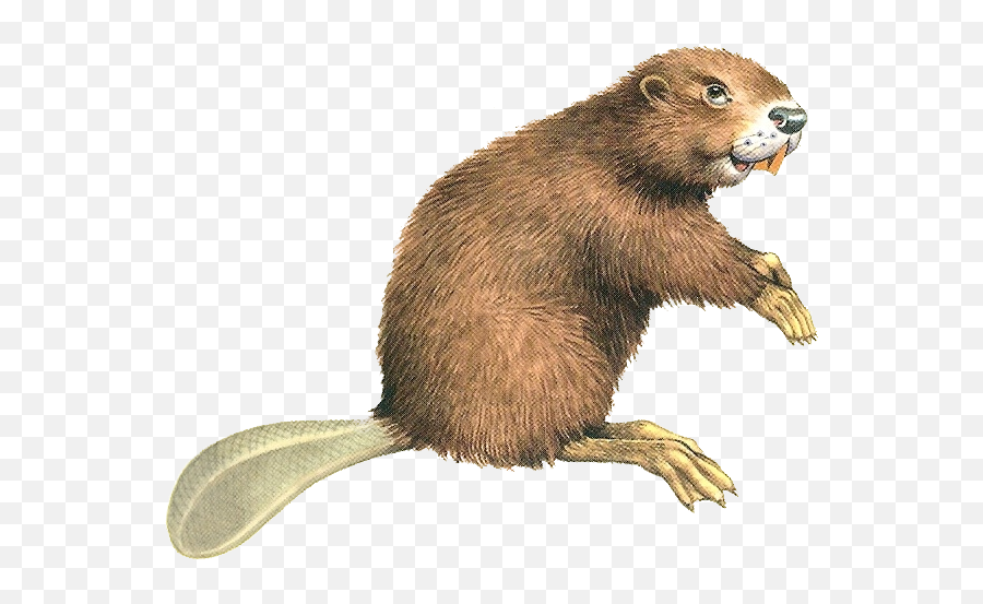 Beaver Png Transparent Image - Beaver Png,Beaver Transparent