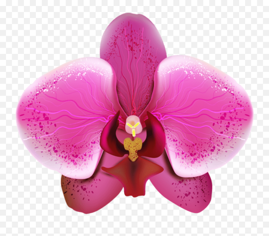 Orchid Png Images - Orquidea Png,Orchid Png