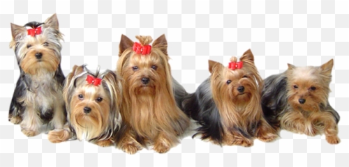 York Shire Terrier Regional Clubs In - York Dog Png,Yorkie Png