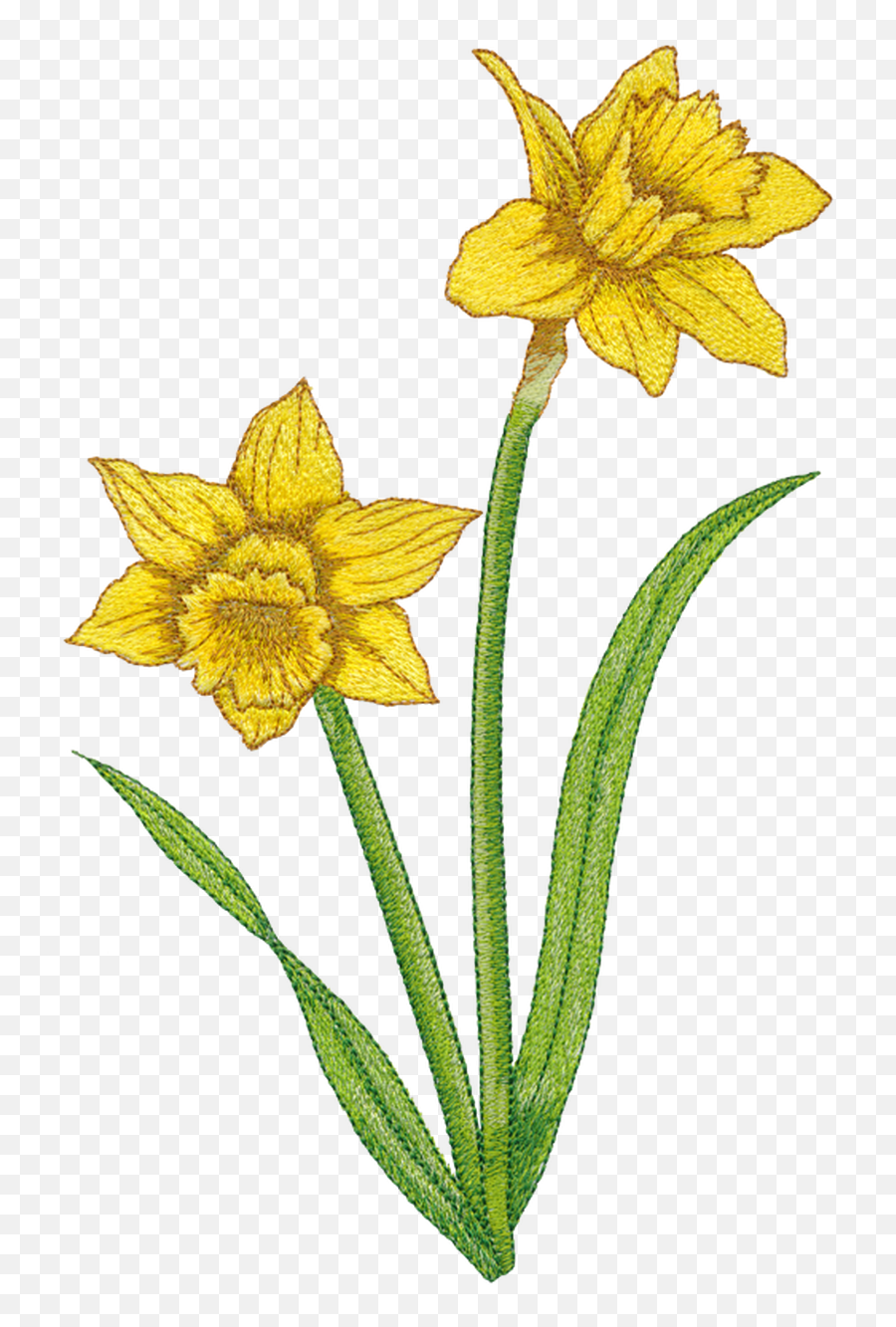 Daffodil 82022 - 24 Wild Daffodil Png,Daffodil Png