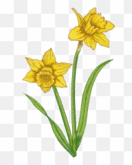 Daffodil 82022 - 24 Wild Daffodil Png,Daffodil Png