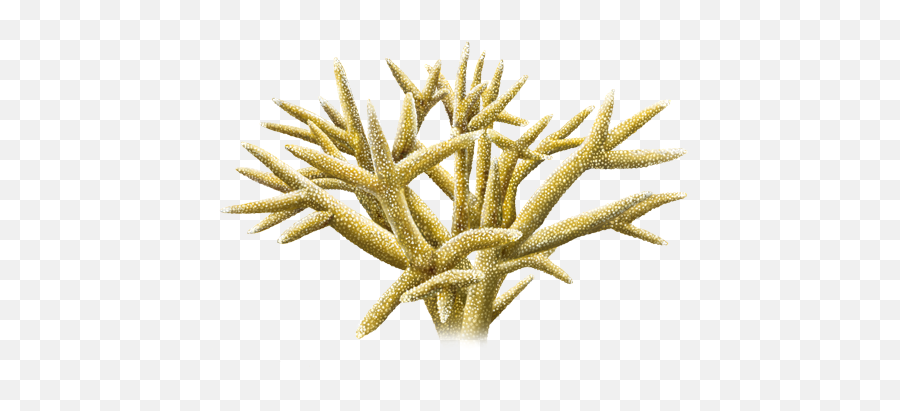 Staghorn Coral - Staghorn Coral Png,Coral Transparent
