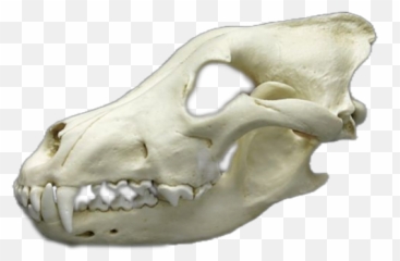 Dire Wolf Skull Sticker Png